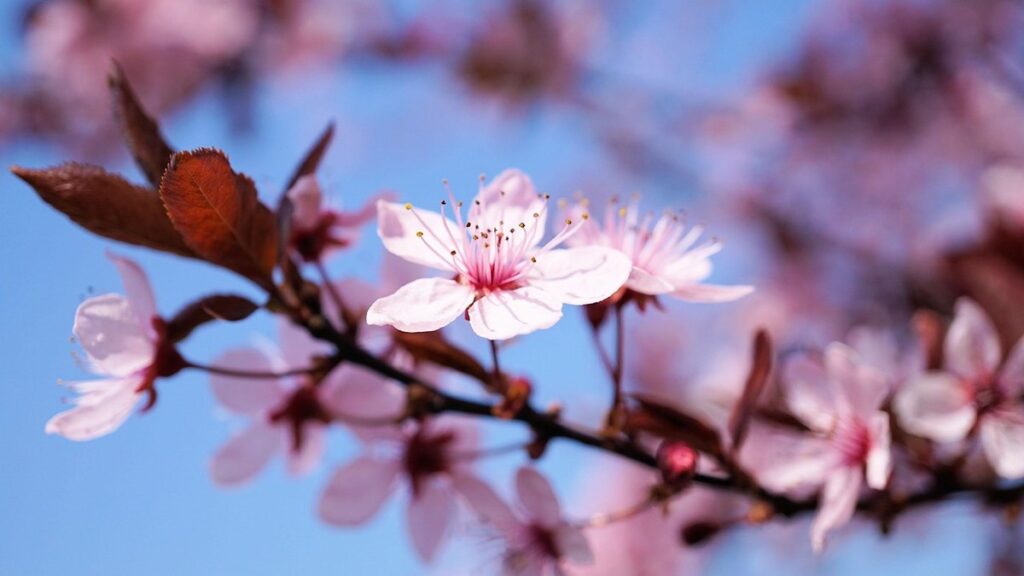 cherry blossom tree drawing