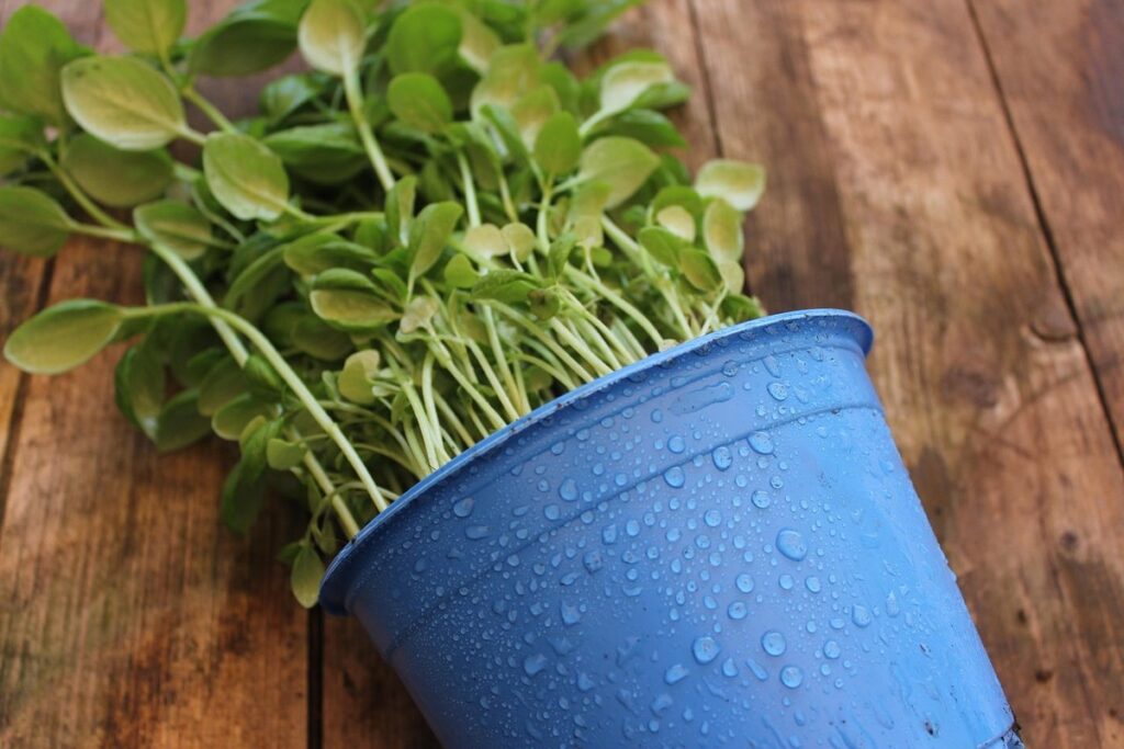 herb garden in a container