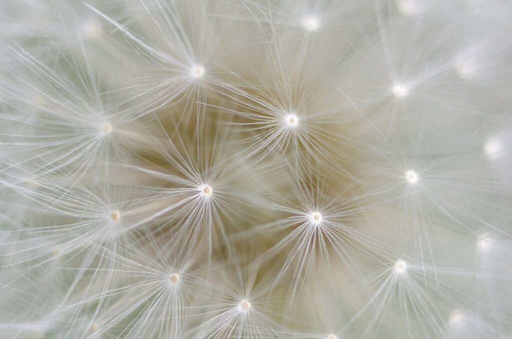 dandelion sketch