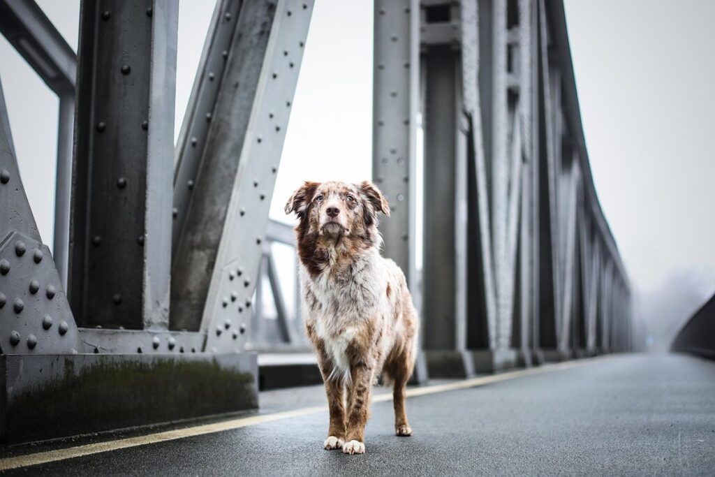 do dogs need to be walked every day