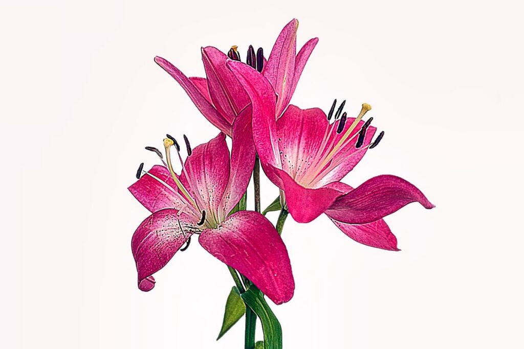 how to sketch flowers step by step
