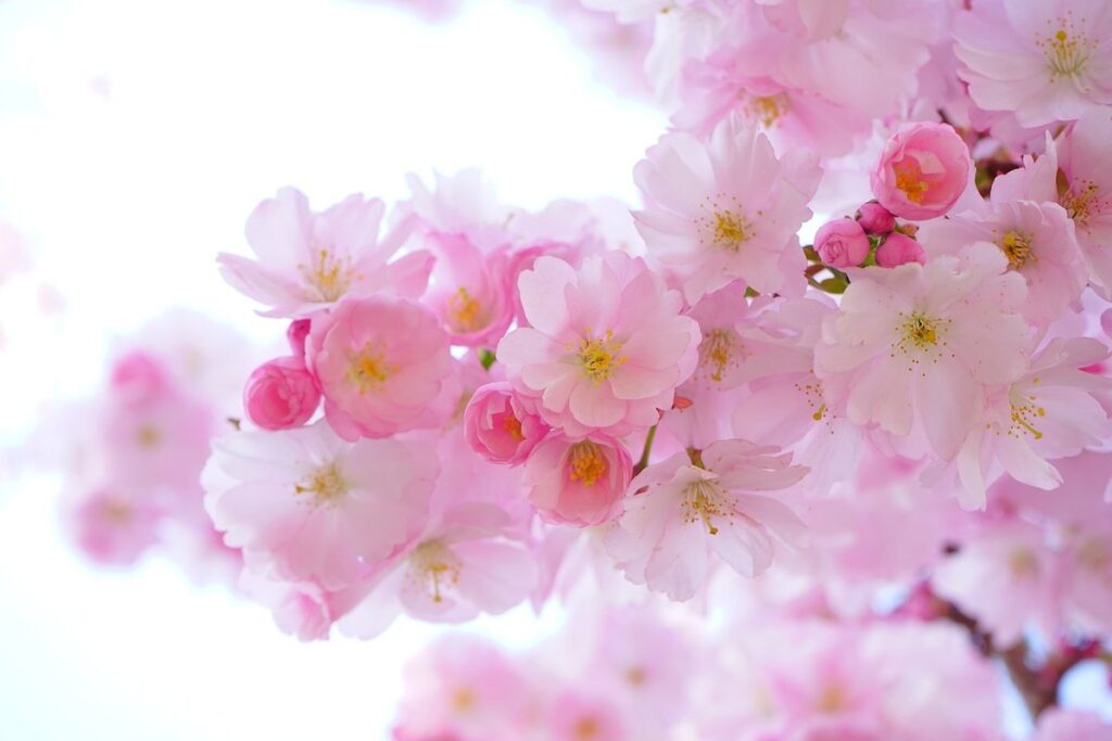 japanese gardening