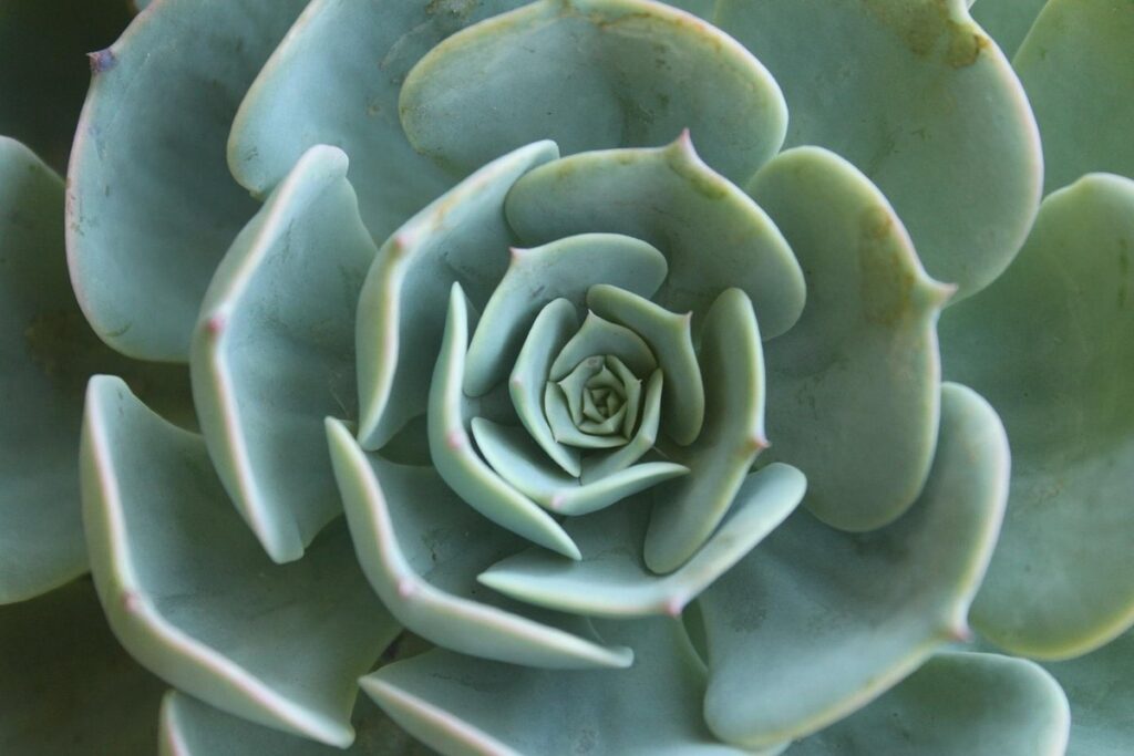 nature mandala