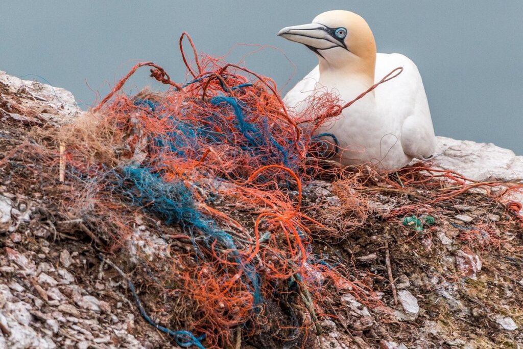 how many animals die from plastic