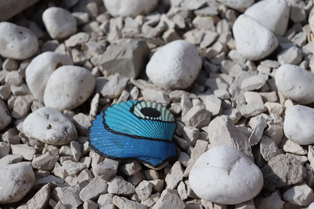 seashell crafts