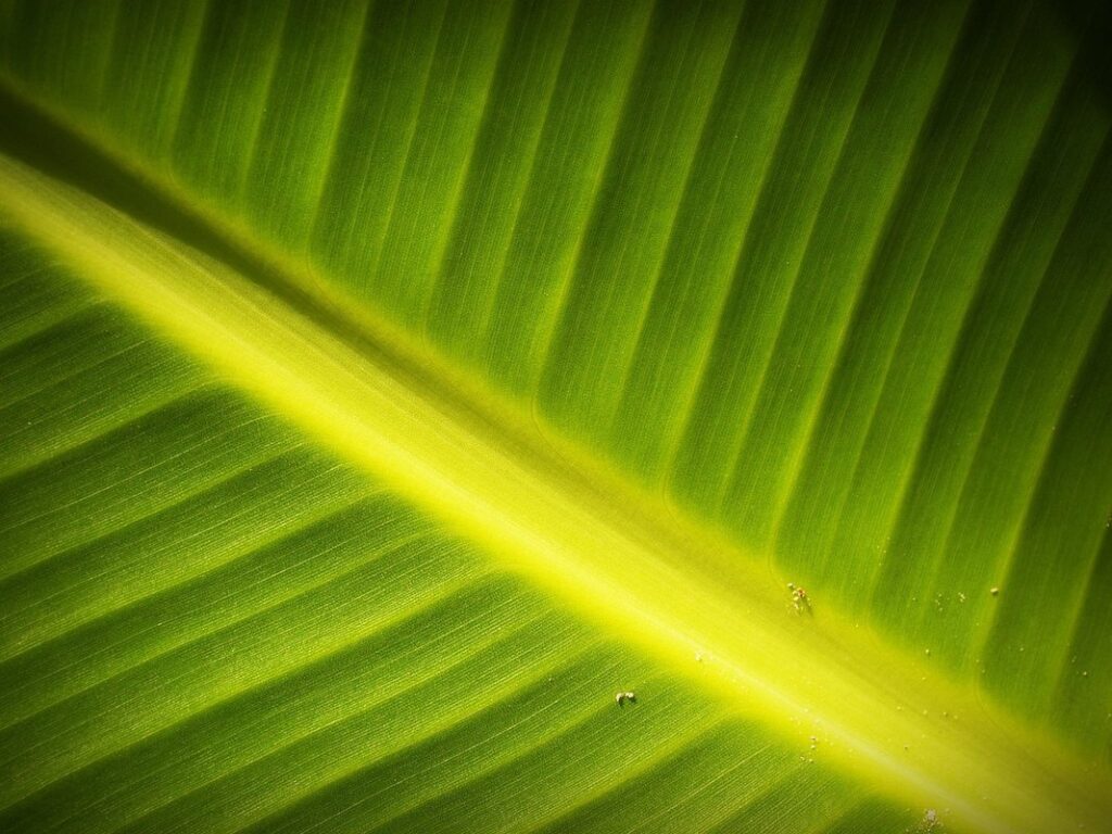 simple life patterns
