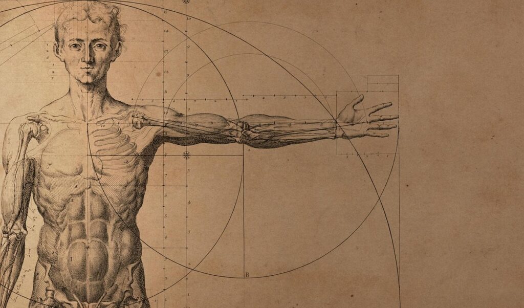 sketch proportions