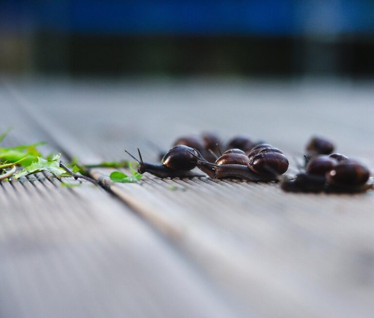 slow food