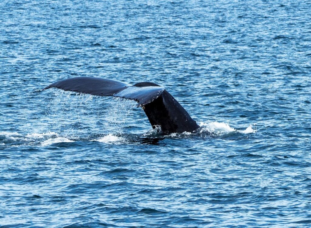 best time to go whale watching in vancouver