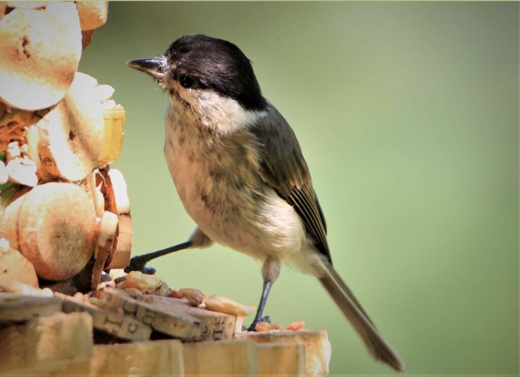 what is foraging