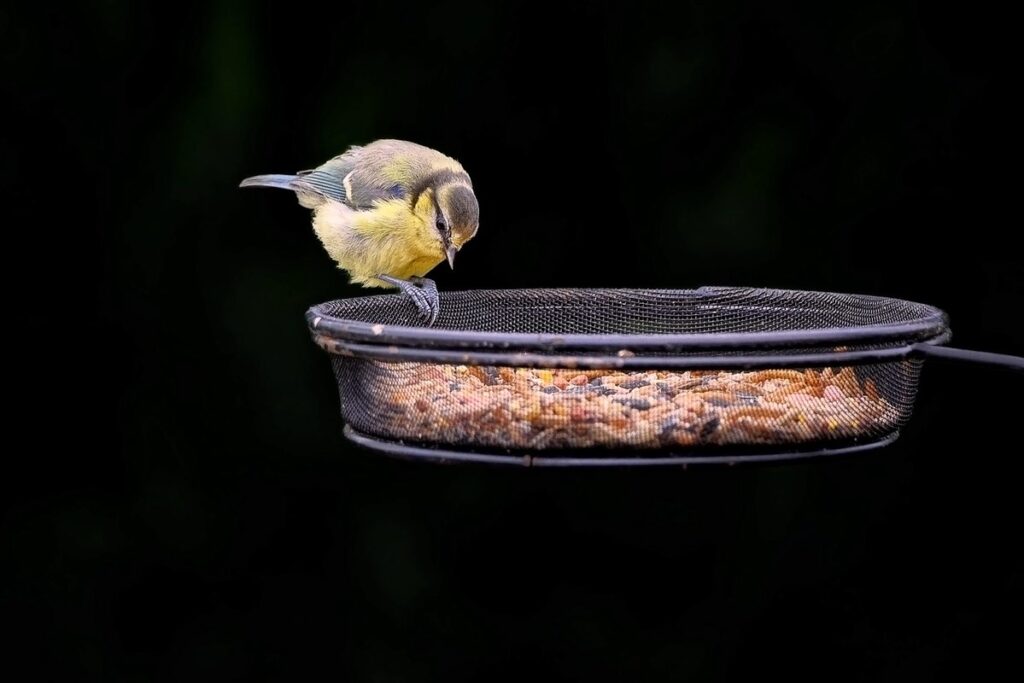 simple bird feeder