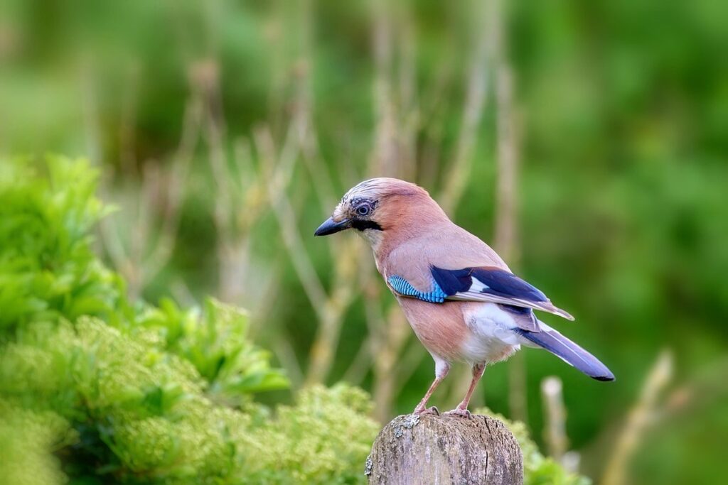 how to draw a blue jay bird