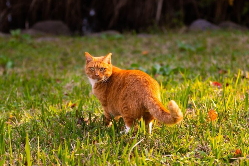benefits of cat cow pose