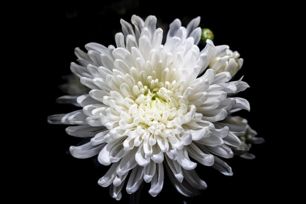 how to draw detailed flowers