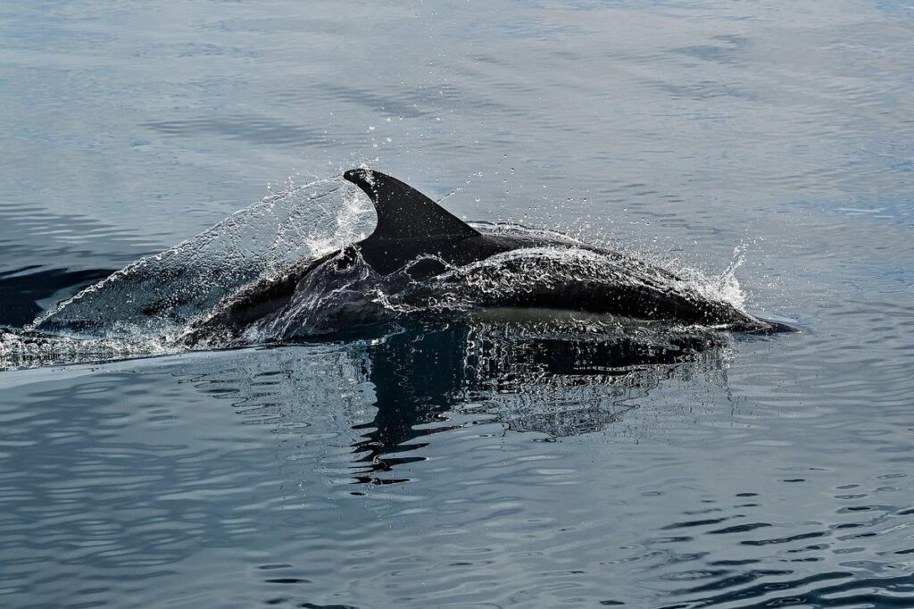 easy drawings of dolphins