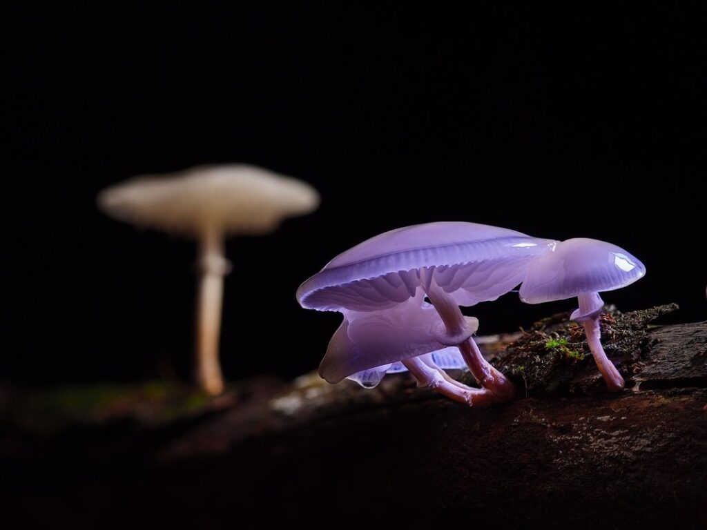 draw mushrooms easy