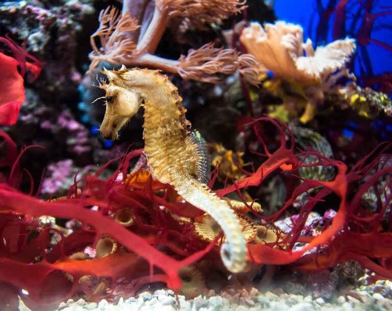 drawing a seahorse