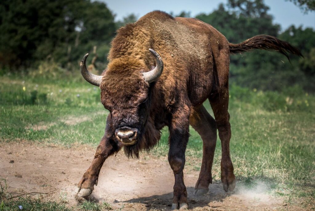 drawings of bison