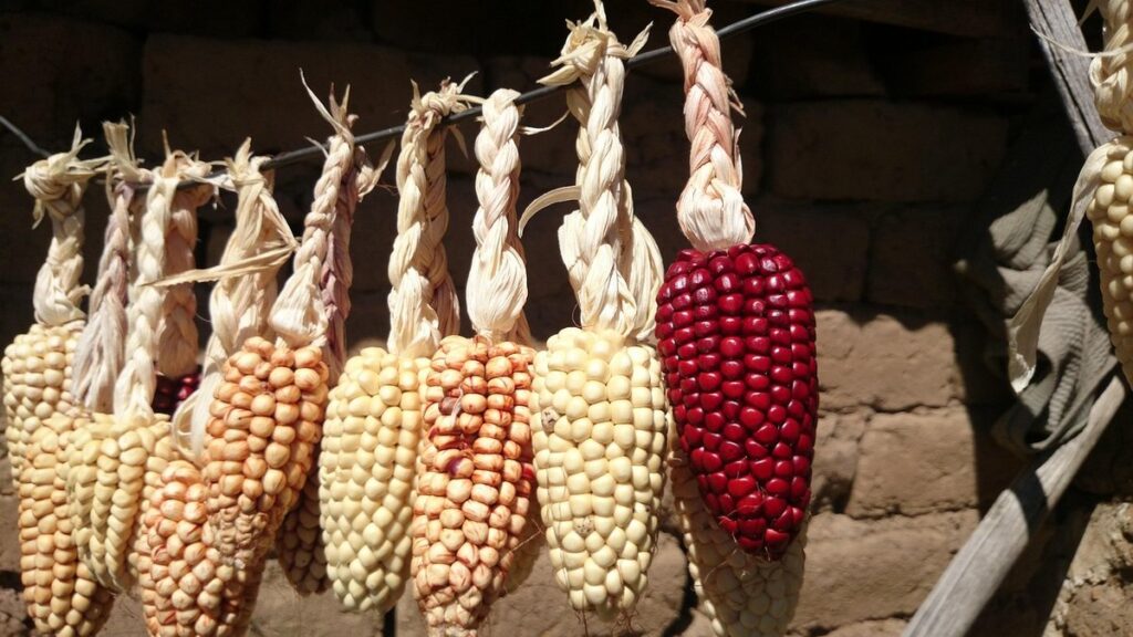 dried corn