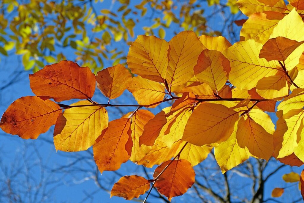 fall season meaning in life