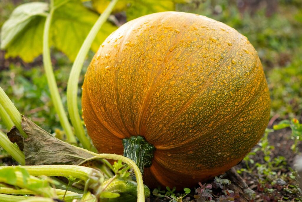 how to freeze squash