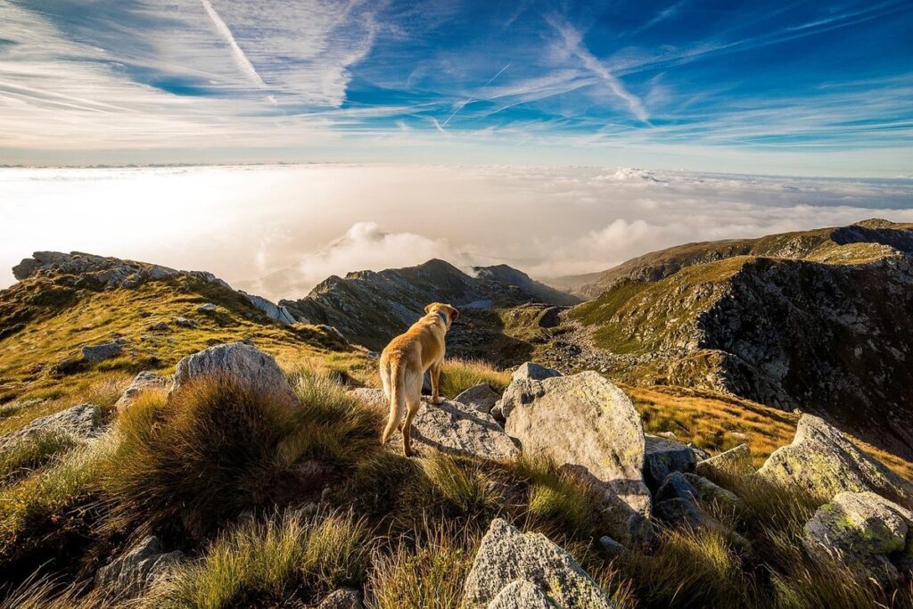 hiking with dogs