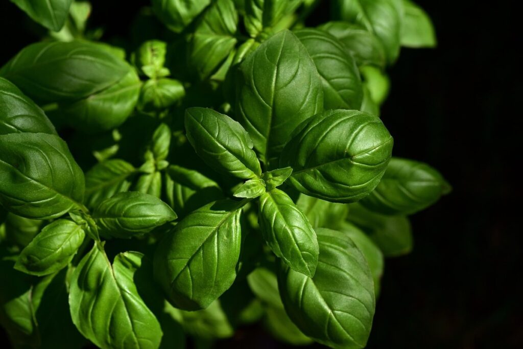 fresh herbs for cooking
