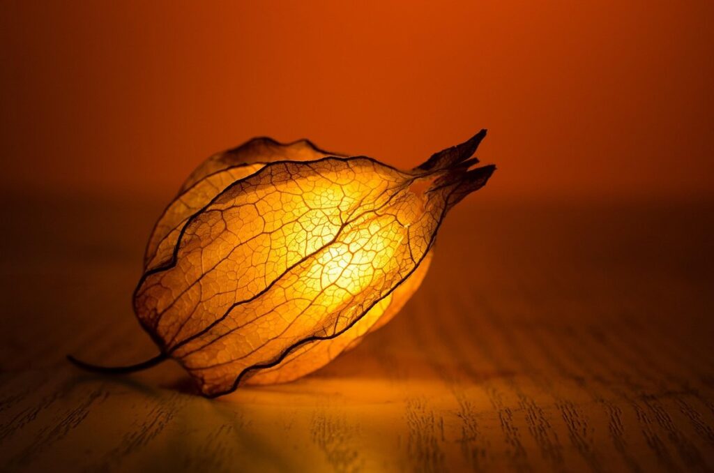 leaf art