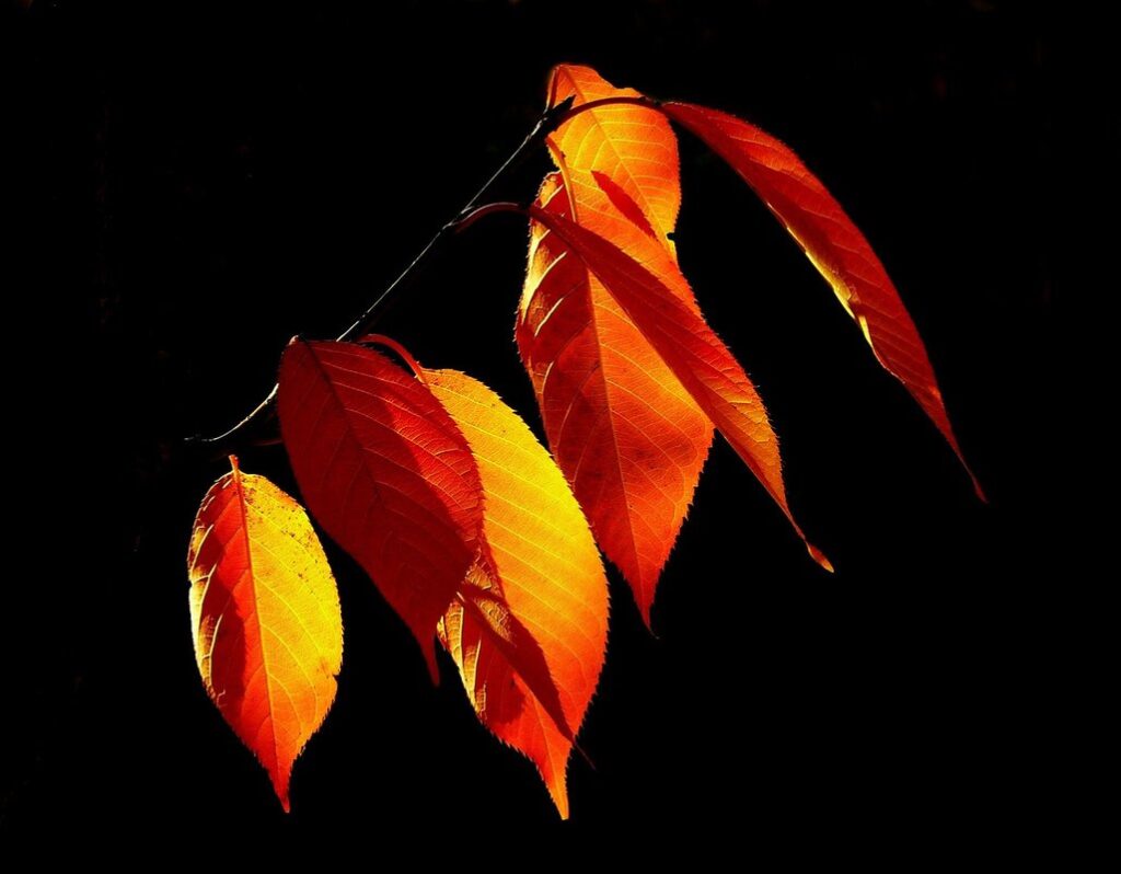 nature coloring sheets