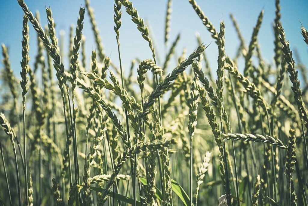 sustenance farming