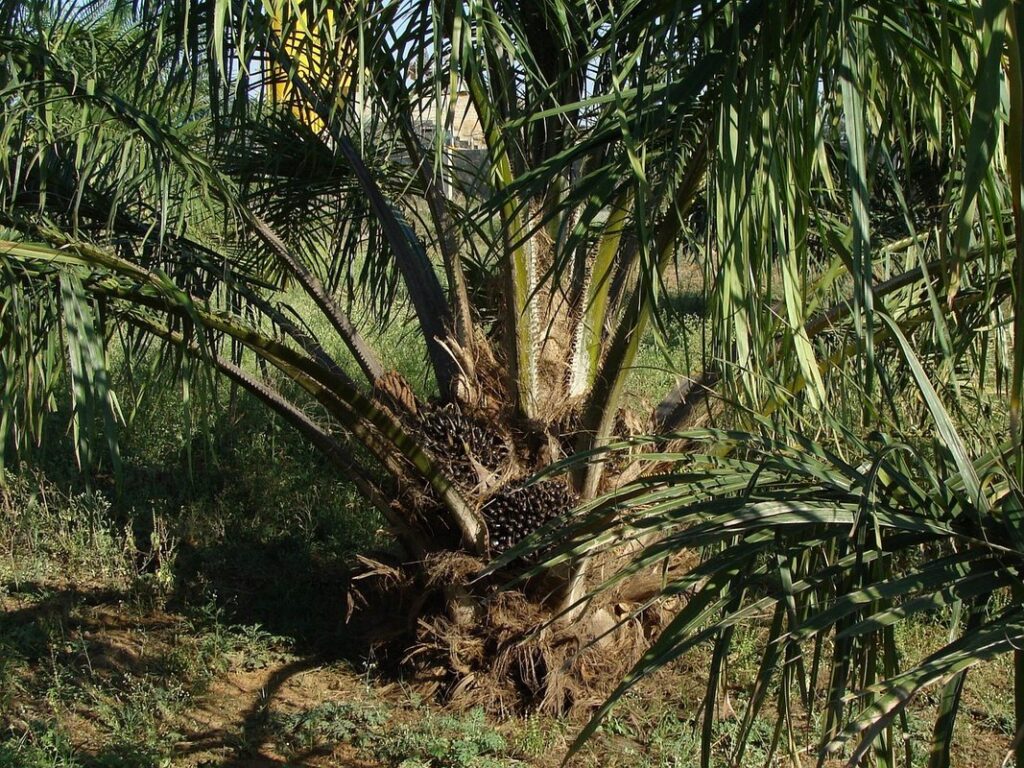 what is sustainable palm oil