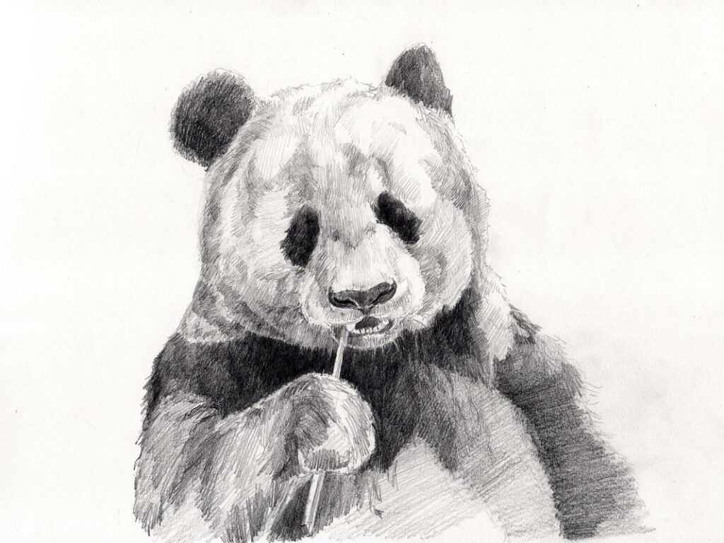 how to draw a simple panda