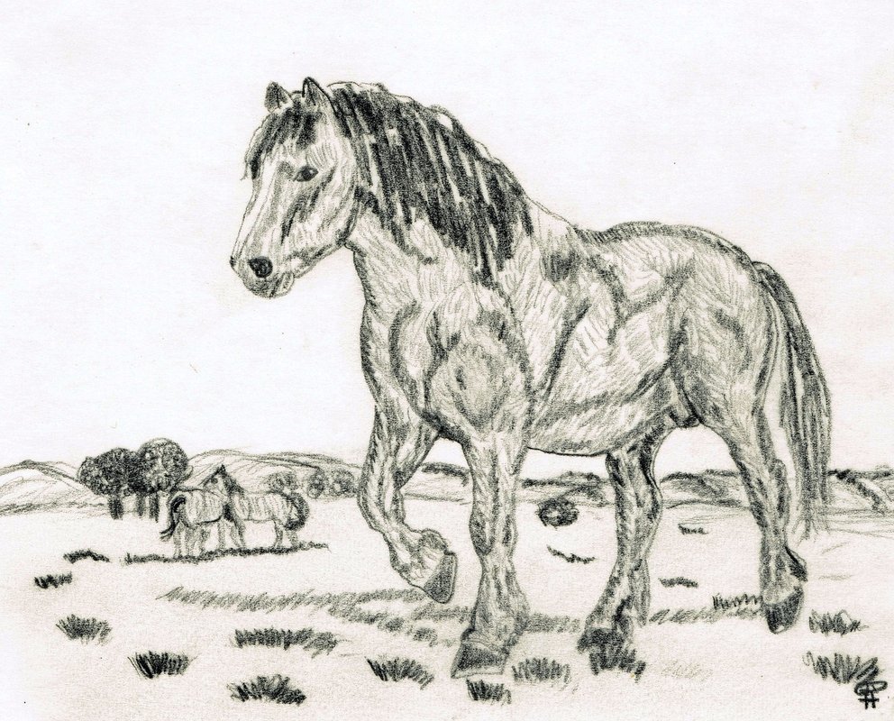 Pencil animal drawings