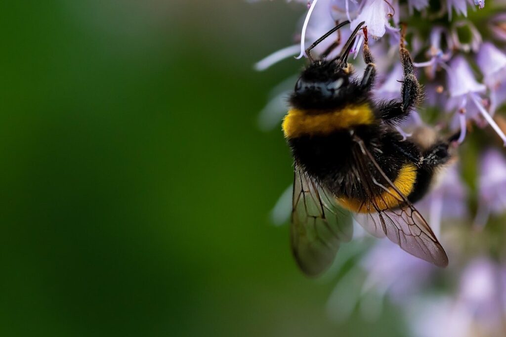 planting a pollinator garden