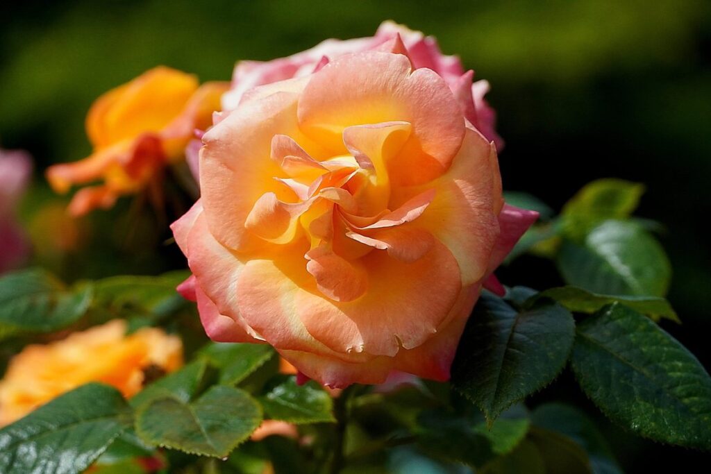 queen mary's rose garden