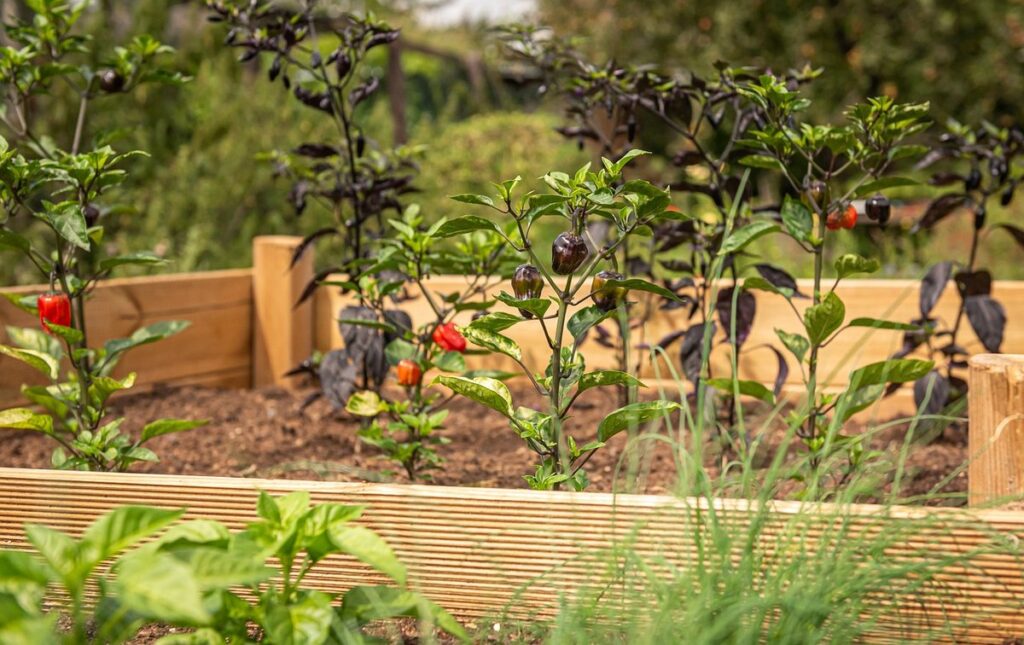 raised garden bed logs