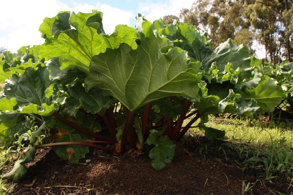 rhubarb preserves recipes