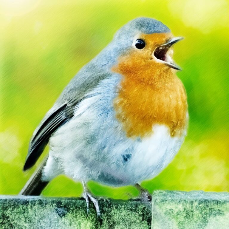 drawings of robins birds