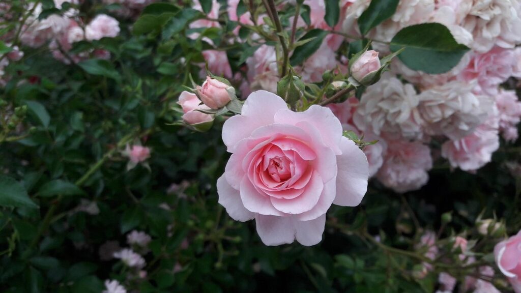 how to draw a rose plant step by step
