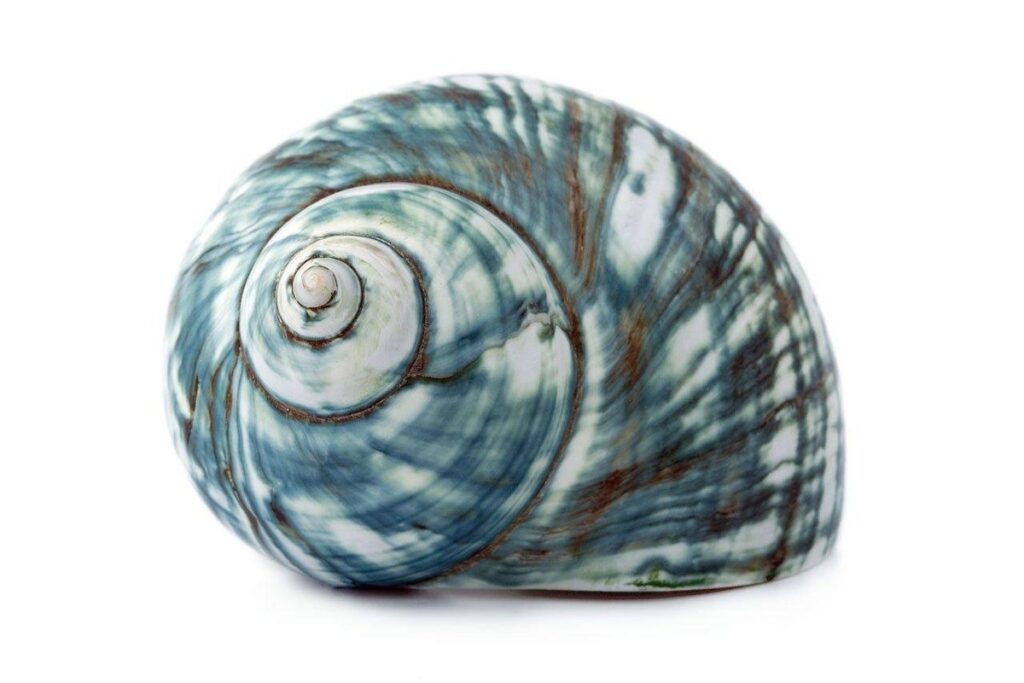 art with sea shells