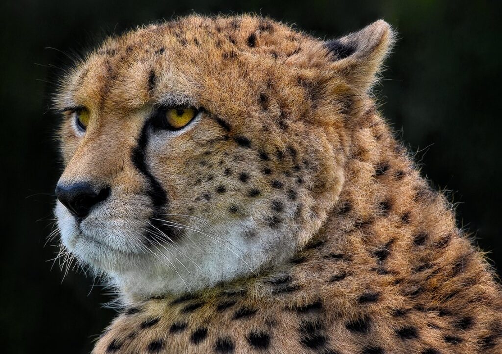 sketch cheetah