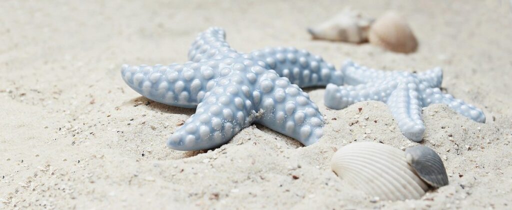 sketch of a starfish