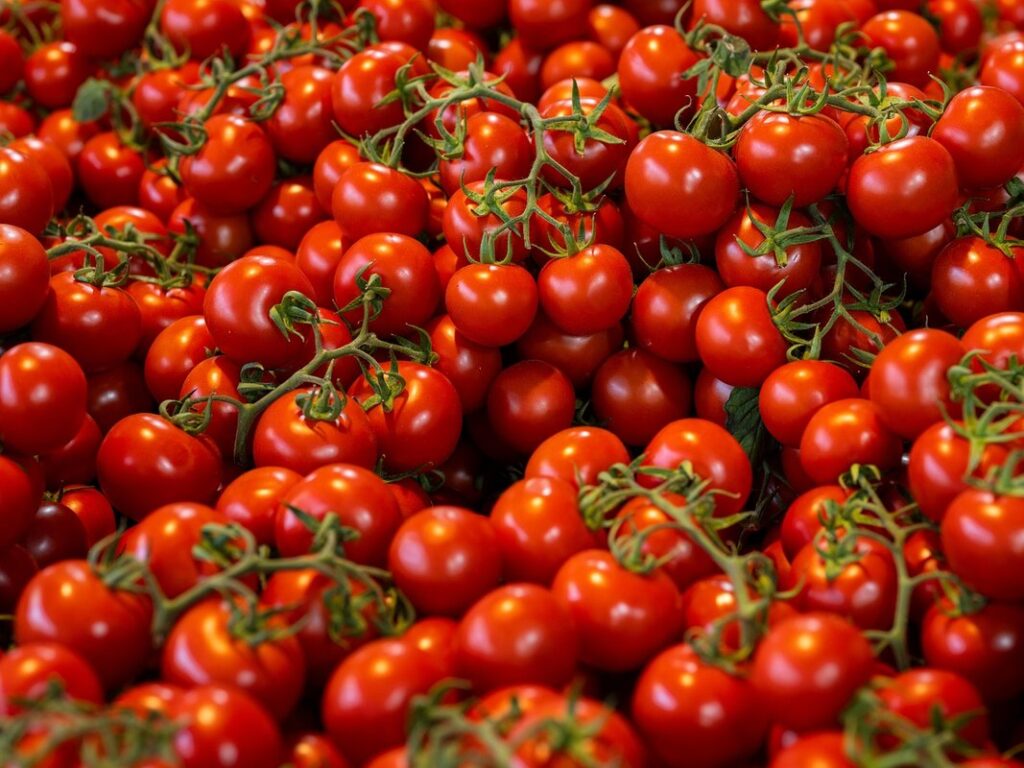 what to do with a lot of tomatoes