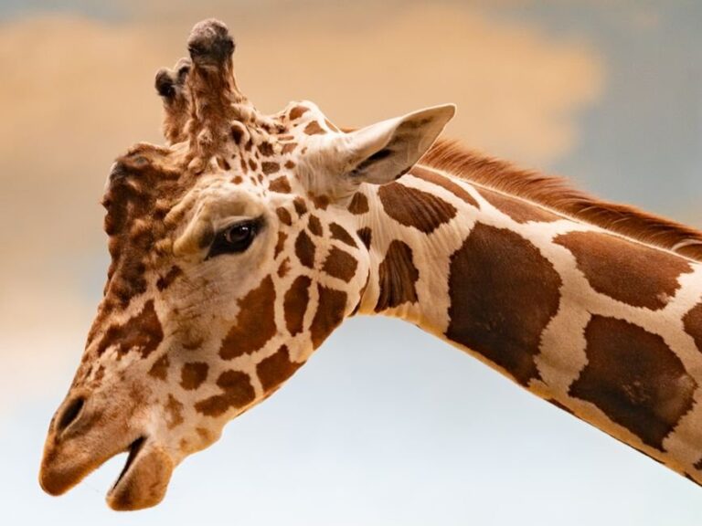 nature and wildlife trivia