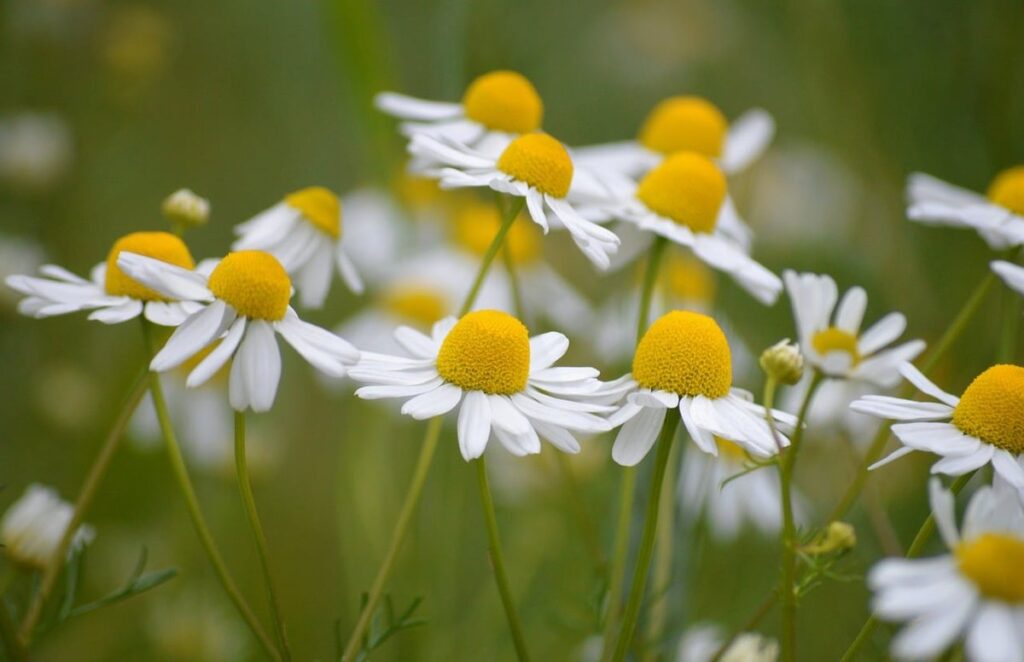 chamomile companion plants