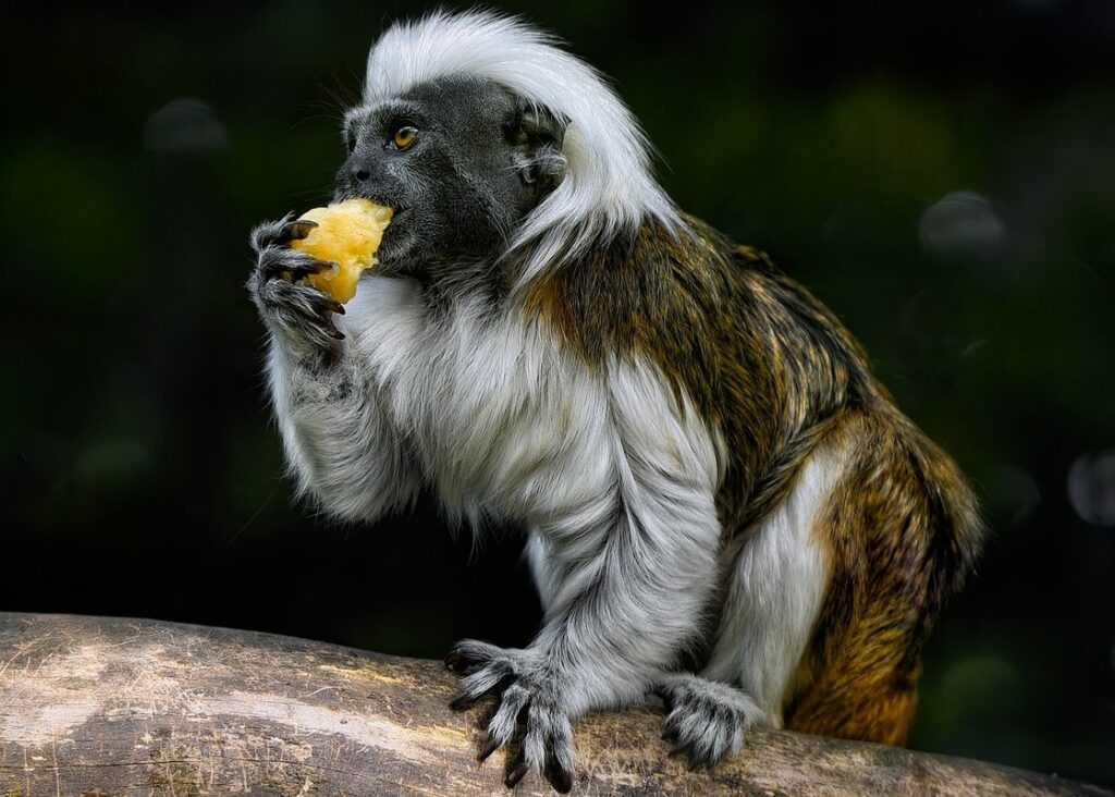 why should we protect endangered species