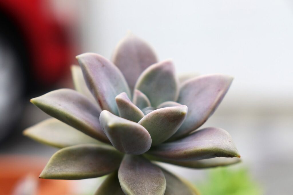 indoor plants with low maintenance