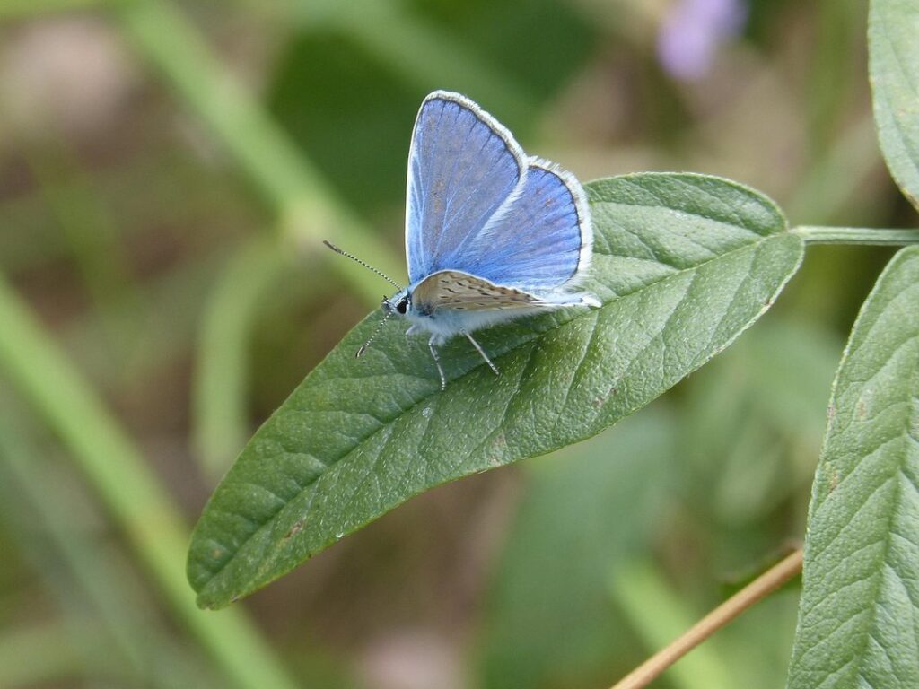 nature communes