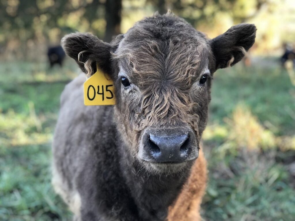 what is regenerative farming