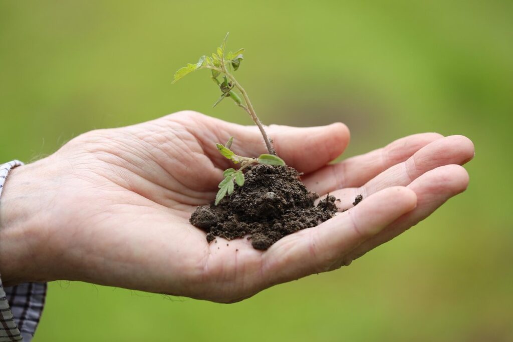 vegetables and herbs to plant in autumn